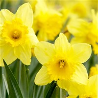 Daffodils at RHS Bridgewater