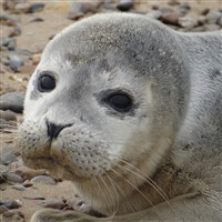 NORFOLK - SEALS, COAST AND CITY