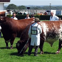 GREAT YORKSHIRE SHOW