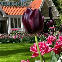 HOLLAND IN THE SPRINGTIME - TRAINS, BOATS AND BULBS
