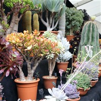 RHS MALVERN SPRING FESTIVAL
