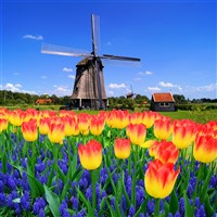 Tulips and Windmill Holland